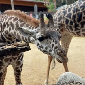 Meet your Posher, April